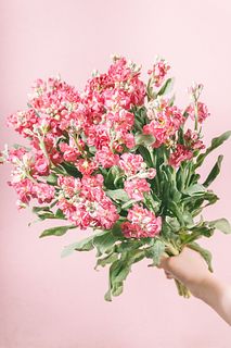 【特別価格】ショコラ色のストック「シャンテシェードブラウン」