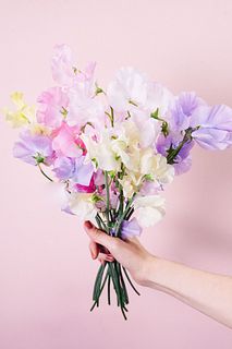 【1月のお買い得】カラフルスイートピー