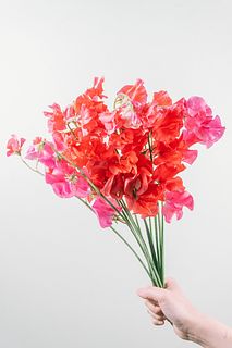 赤いスイートピー