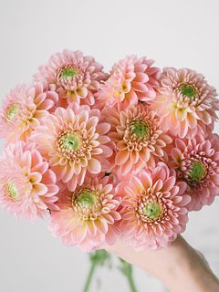 【産直】日光園藝の桃色ミニダリア