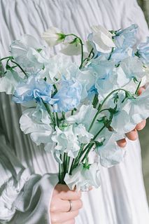 空色スイートピー