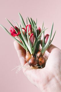 球根付き八重チューリップ「テタテ」