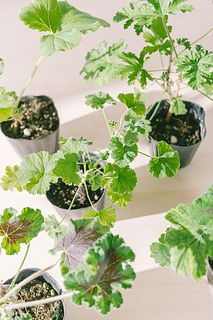 ゼラニウムの香りくらべ（2鉢セット）