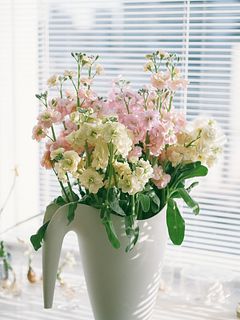 コットンキャンディストック