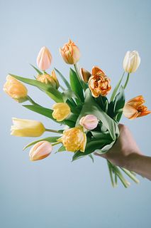 シトラスアソート「チューリップ」