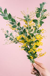 希少！香るパールアカシア