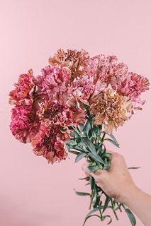 ニュアンスカラーカーネーション