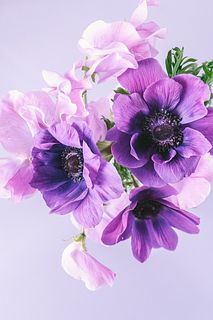 パープルアネモネと香るスイートピー