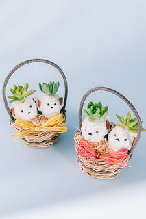 多肉植物モスビー「シマエナガ」