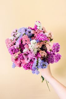 もこもこスターチスのスワッグ