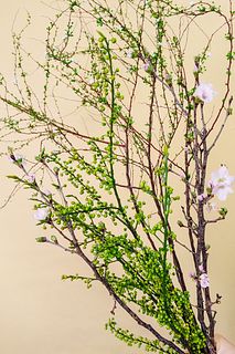 花咲く春のブランチミックス(セミロングサイズ)