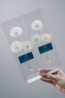 たんぽぽの衣替え