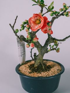 おまかせボケの花（5号）