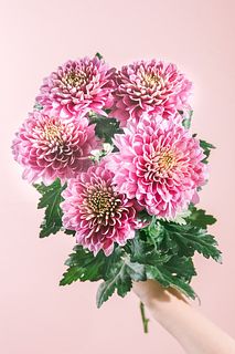 ローズピンクマム