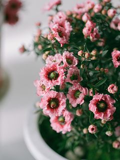 マヌカハニーの花「御柳梅」（5号）