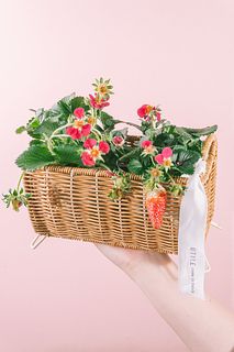 四季咲きいちごとバスケット
