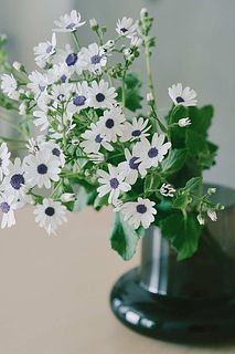 サイネリア「ティアスノーブルーアイ」