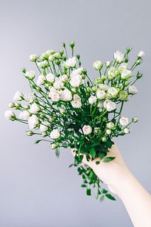 【1月のお買い得】世界一小さなバラ「ホワイトウッズ」