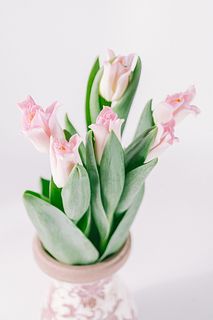 王冠のようなチューリップ「クラウンオブダイナスティ」