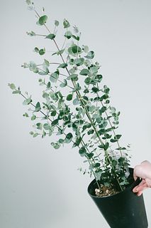 三澤園さんが育てる上質なユーカリグニー