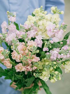 コットンキャンディストック