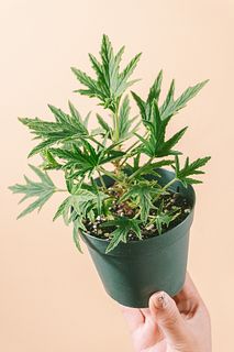 スーパーレモンゼラニウム