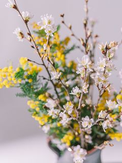 春の訪れ「桜とミモザ」