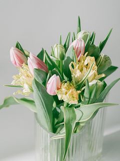 【産直】センティアのおまかせチューリップ（変わり咲きMIX）（14〜15本）