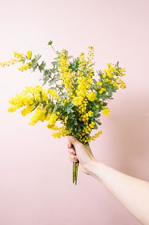 【1月のお買い得】国産ミモザ