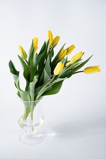 たっぷり10本！幸運の黄色チューリップ