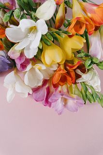 香りを楽しむアソート「フリージア」