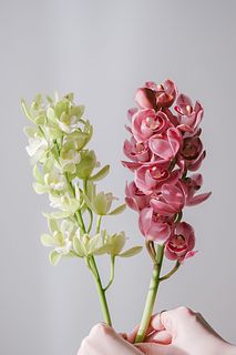 【産直】石田蘭園のシンビジウム「ピンクとグリーン」（2本）