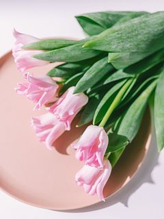 王冠のようなチューリップ「クラウンオブダイナスティ」