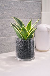 炭のハイドロカルチャー「サンセベリア」