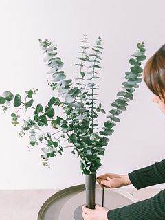 季節の枝物「大きなユーカリ」（ロングサイズ）