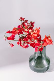 赤いスイートピー