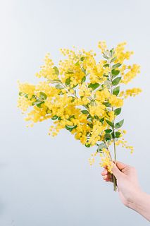 希少！香るパールアカシア