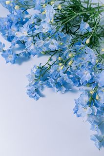 幸せを運ぶ「デルフィニウム」