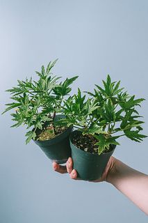 スーパーレモンゼラニウム(2鉢）