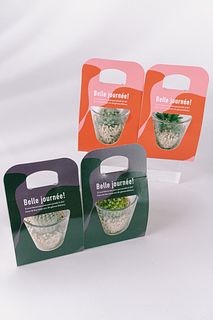 クリアガラスのおまかせサボテン（1個）