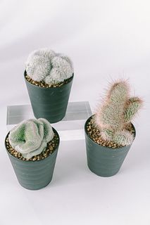 おまかせ綴化サボテン