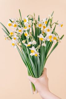 【1月のお買い得】たっぷり！香るスイセンの花