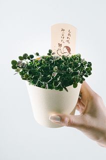 幸せをみつける四葉のクローバー