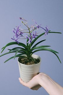 ヨネザワラ ブルースター