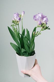 香るパープルのフリージア