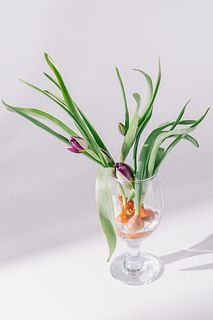 球根付きチューリップ「ペジアンパール」（5球）