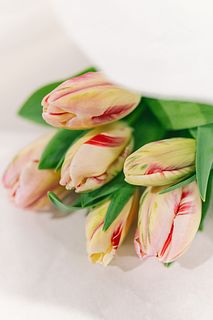 フローリストrinaの推しチューリップ「フレミングアート」