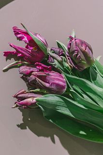 フローリストnatsukiの推しチューリップ