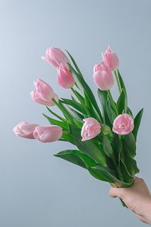 ピンクのチューリップ「ダイナスティ」