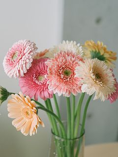 たっぷり！ニュアンスカラーのガーベラ